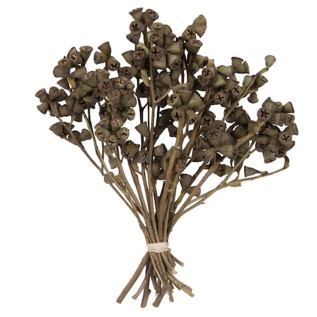 Dare2Decor 11 x 2-4 in. Conical Gum Branch Bunch Flowering Foliage, Natural - 20 Piece DA2063433